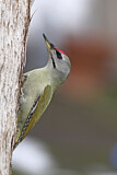 Image. Grey-headed Woodpecker
