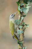 Image. Grey-headed Woodpecker