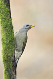 Image. Grey-headed Woodpecker
