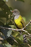 Image. Grey-hooded Bush Tanager