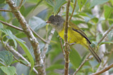 Image. Grey-hooded Bush Tanager