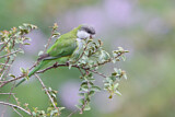 Image. Grey-hooded Parakeet