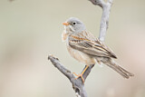 Image. Grey-necked Bunting
