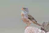Image. Grey-necked Bunting