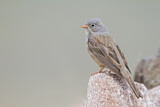 Image. Grey-necked Bunting