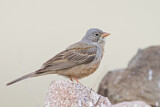 Image. Grey-necked Bunting