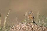 Image. Grey-necked Bunting