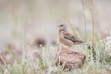 Image. Grey-necked Bunting