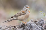 Image. Grey-necked Bunting