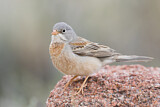 Image. Grey-necked Bunting