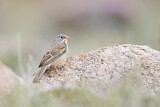Image. Grey-necked Bunting