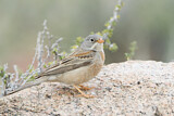 Image. Grey-necked Bunting