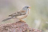 Image. Grey-necked Bunting