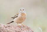 Image. Grey-necked Bunting