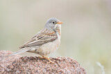 Image. Grey-necked Bunting