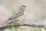 Image. Grey-necked Bunting