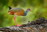 Image. Grey-necked Wood Rail
