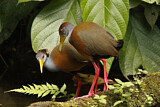 Image. Grey-necked Wood Rail