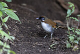 Image. Grey-sided Laughingthrush