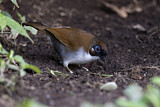Image. Grey-sided Laughingthrush