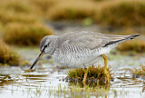 Image. Grey-tailed Tattler