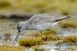 Image. Grey-tailed Tattler
