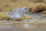 Image. Grey-tailed Tattler
