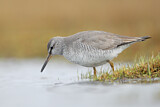 Image. Grey-tailed Tattler