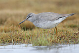 Image. Grey-tailed Tattler