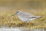 Image. Grey-tailed Tattler