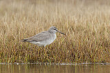 Image. Grey-tailed Tattler
