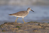 Image. Grey-tailed Tattler