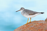 Image. Grey-tailed Tattler