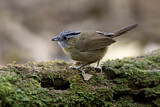 Image. Grey-throated Babbler