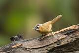 Image. Grey-throated Babbler