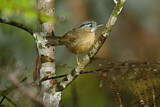 Image. Grey-throated Babbler