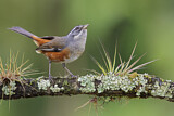 Image. Grey-throated Warbling Finch