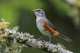 Image. Grey-throated Warbling Finch