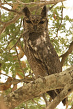 Image. Greyish Eagle-Owl