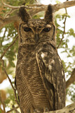 Image. Greyish Eagle-Owl