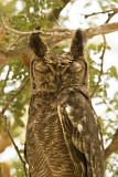 Image. Greyish Eagle-Owl