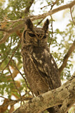 Image. Greyish Eagle-Owl