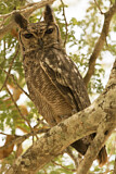 Image. Greyish Eagle-Owl