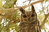 Image. Greyish Eagle-Owl