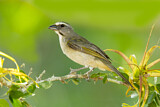 Image. Greyish Saltator