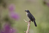 Image. Greyish Saltator