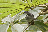 Image. Greyish Saltator