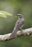 Image. Greyish Saltator