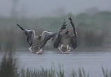 Image. Greylag Goose