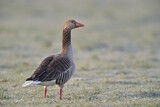 Image. Greylag Goose